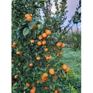 Clementine cal 3 kg 1 varietà Nadarcot