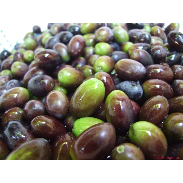 Olive per salamoia