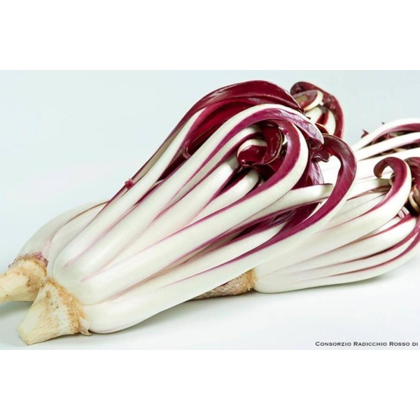 Radicchio rosso tardivo Treviso 500 gr.