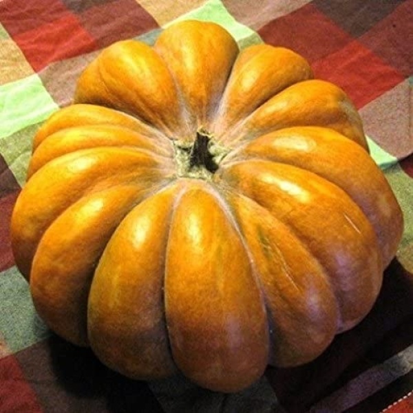 Zucca moscata 1 kg