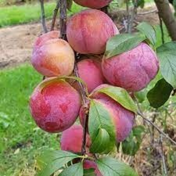 Susine Autumn Giant romagna